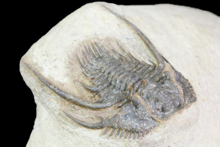 Two Nice Leonaspis Trilobites - Foum Zguid, Morocco #80338